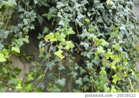 Vines Vines 20519122