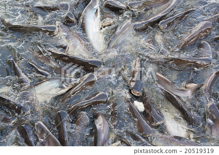 Iridescent shark  in the river snatch to feed. 20519319