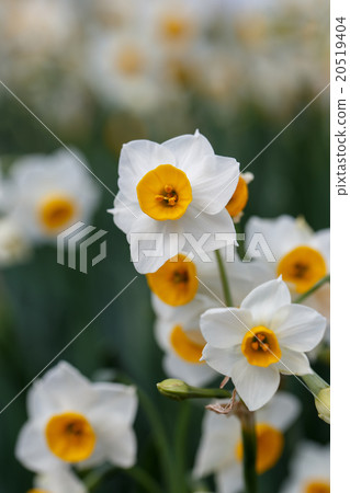 Narcissus flower Narcissus flower 20519404
