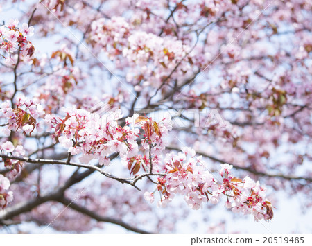Cherry Blossoms Cherry Blossoms 20519485