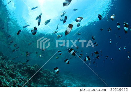 Black pyramid fish Black pyramid fish 20519655