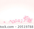 櫻桃花瓣 20519788
