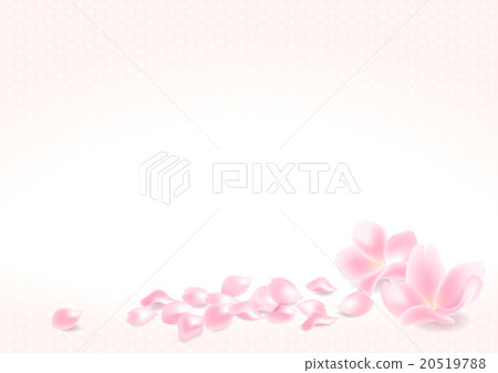 櫻桃花瓣 櫻桃花瓣 20519788
