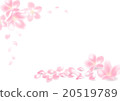 櫻桃花瓣 20519789