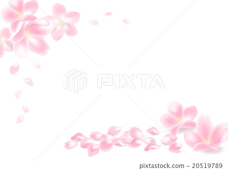 Cherry petals Cherry petals 20519789