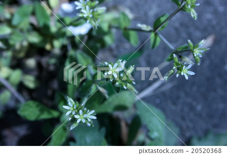 Dutch mimagna 20520368