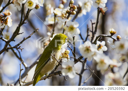 Mejiro and plum blossoms 20520392