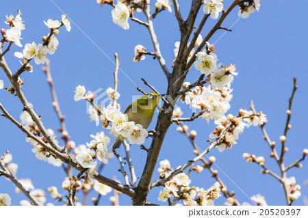 Mejiro and plum blossoms 20520397