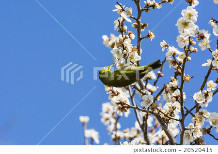 Mejiro and plum blossoms 20520415