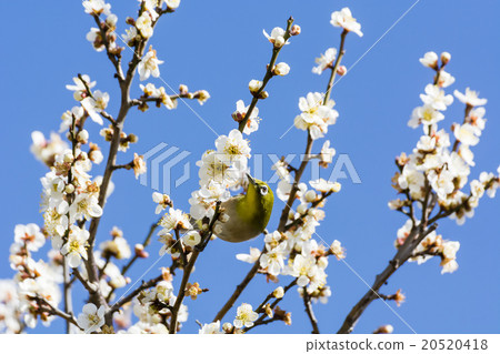 Mejiro and plum blossoms 20520418