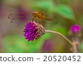 Dragonfly on a purple flower and green background. 20520452
