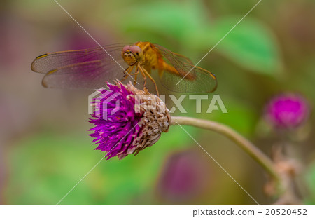 Dragonfly on a purple flower and green background. 20520452