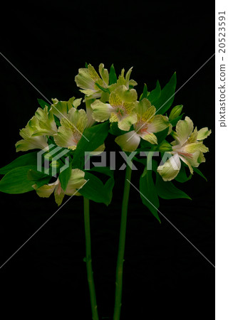 花 花 20523591