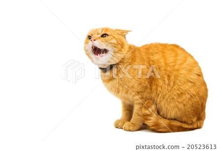 aggressive red cat aggressive red cat 20523613