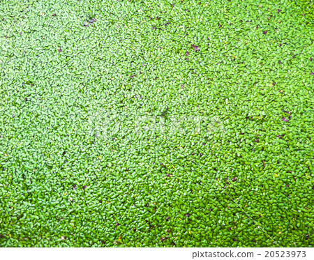 Huge of green Mosquito fern 20523973