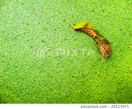 leaf of green Mosquito fern 20523975