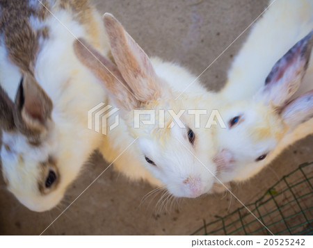 Little rabbit on cage background 20525242