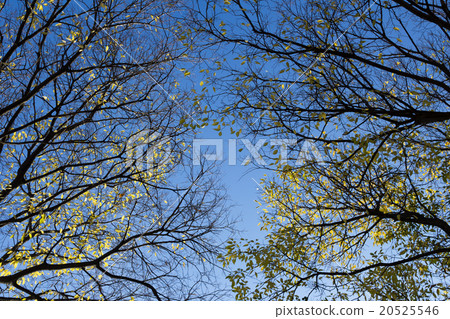 Branches against blue sky 20525546