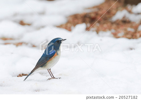 裡比拉塔基在雪中♪ 20527182