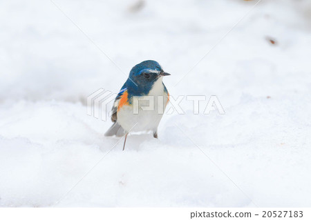 裡比拉塔基在雪中♪ 20527183