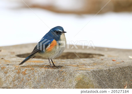 Ruribitaki♪ 20527184