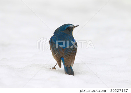 Ruribitaki in the snow ♪ 20527187