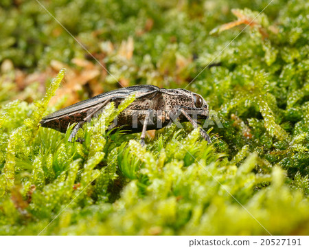 Borer beetle low angle view 20527191