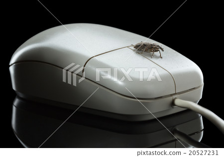 Bug on mouse isolated on black 20527231