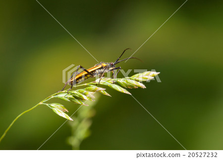 bug resting on grass bug resting on grass 20527232