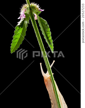 Leopard slug on betony plant 20527233