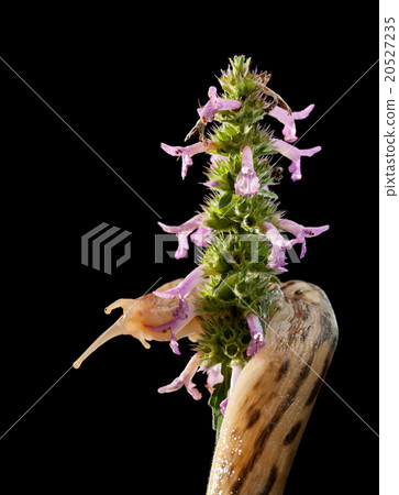 Giant slug twist around inflorescence Giant slug twist around inflorescence 20527235