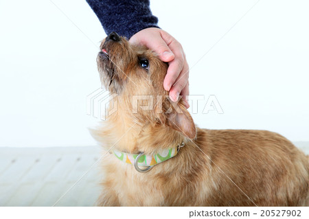 可愛的小狗,撫摸,紀律,狗,與人 可愛的小狗,撫摸,紀律,狗,與人 20527902