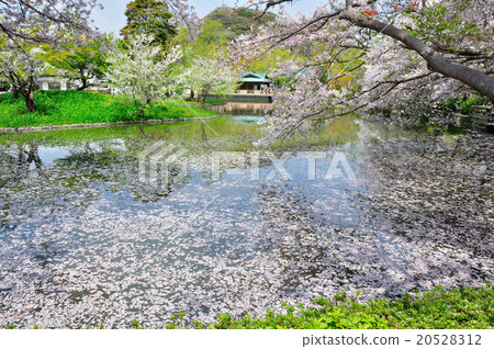 Simei Yoshino Simei Yoshino櫻花櫻花櫻桃春天春天花春天開花盛開 20528312