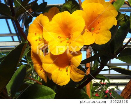 Malaysia rhododendron Malaysia rhododendron 20528338