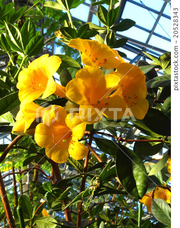 Malaysia rhododendron 20528343