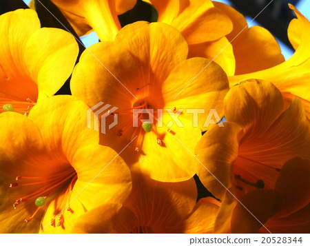 Malaysia rhododendron 20528344