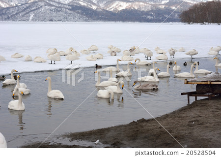 Lake Kussharo in winter (sandy water) Lake Kussharo in winter (sandy water) 20528504