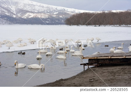 Lake Kussharo in winter (sandy water) Lake Kussharo in winter (sandy water) 20528505