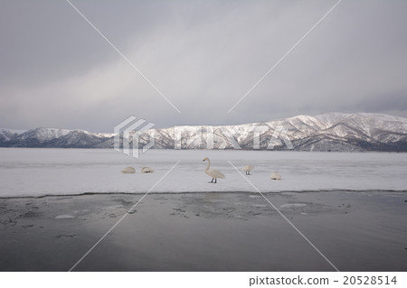 庫薩哈湖冬季(沙水) 庫薩哈湖冬季(沙水) 20528514