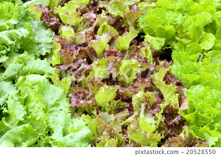 Green and Red Leaf Lettuce Green and Red Leaf Lettuce 20528550