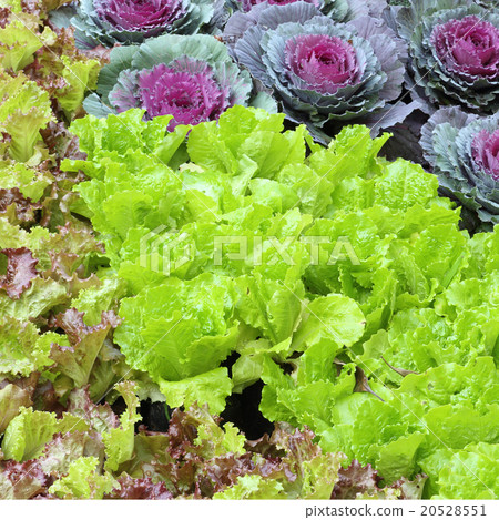 Green and Red Leaf Lettuce 20528551