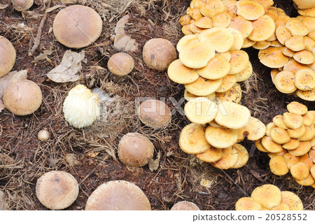 Group of mushrooms in a forest Group of mushrooms in a forest 20528552