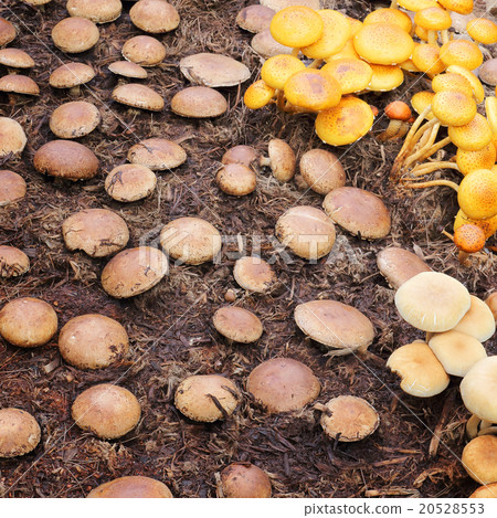 Group of mushrooms in a forest 20528553
