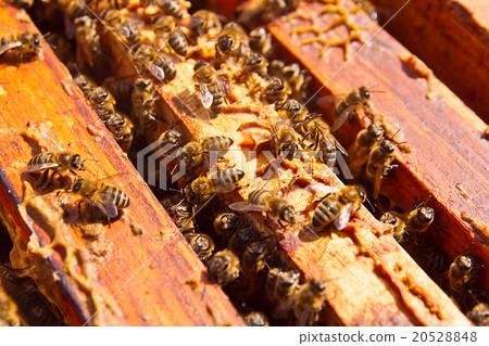 Close up view of the bees swarming on a honeycomb. Close up view of the bees swarming on a honeycomb. 20528848