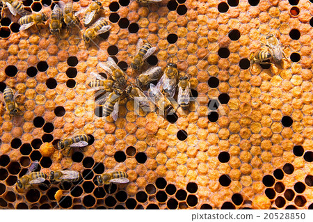 Close up view of the working bees on honeycomb. 20528850