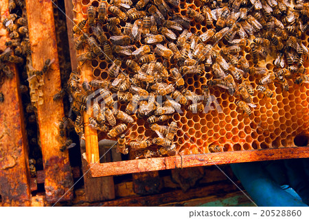 Close up view of the bees swarming on a honeycomb. Close up view of the bees swarming on a honeycomb. 20528860