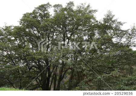 日本最大的豆樹的圖片 20529036