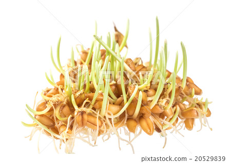 Handful of wheat germs isolated on the white  20529839