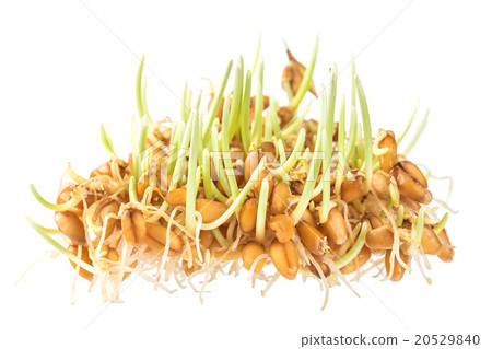 Handful of wheat germs isolated on the white  20529840