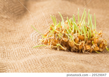 Handful of wheat germs on the burlap background 20529847